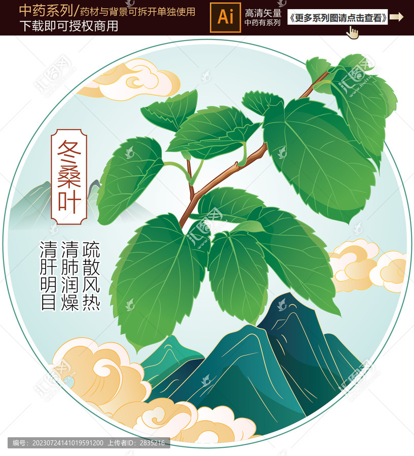 冬桑葉