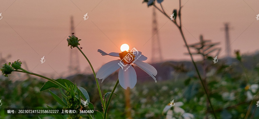 菊花夕阳背景