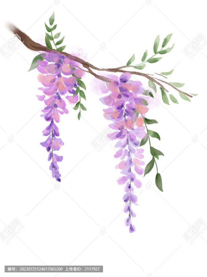 水彩手繪紫藤花