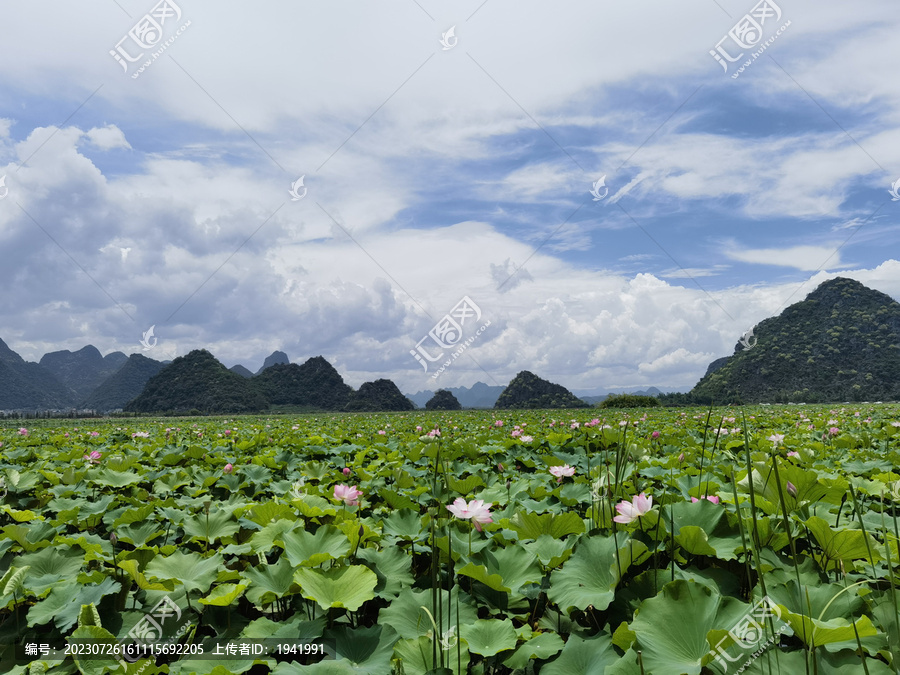 荷花花海