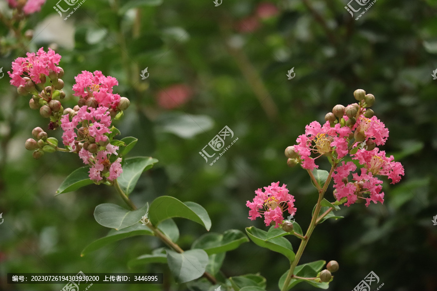 枝头紫薇花盛开