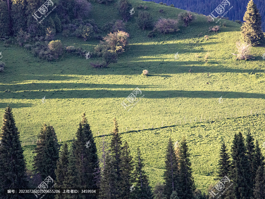 夏天新疆伊犁的草原森林风景