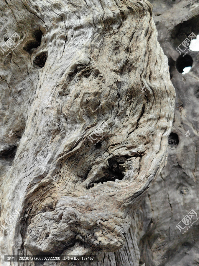 老树疙瘩花纹枯树木纹理