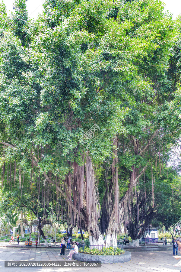 鼓浪屿龙头路茂盛枝叶的榕树