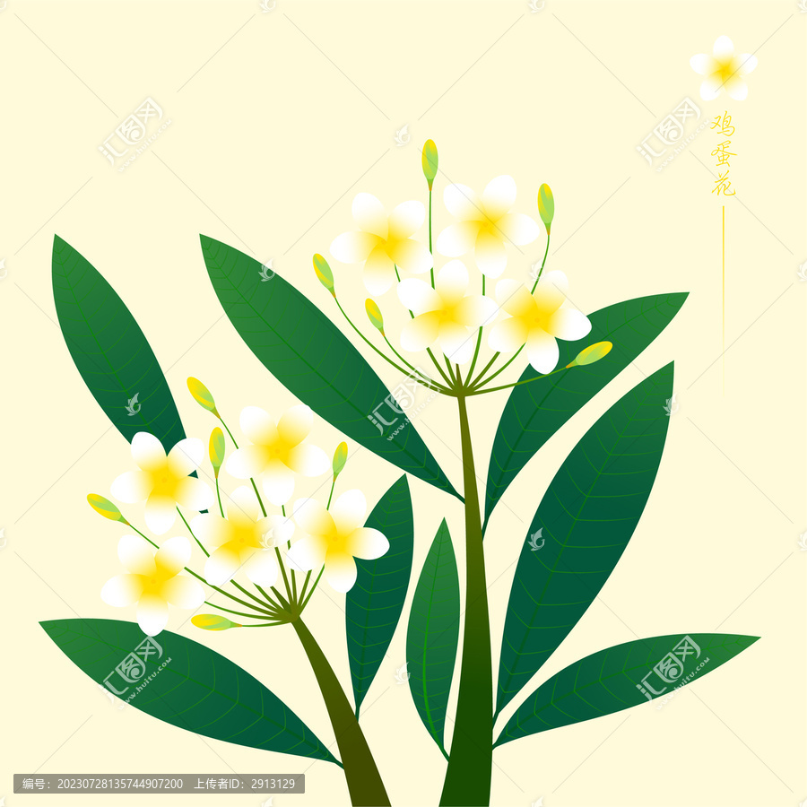 植物花卉雞蛋花