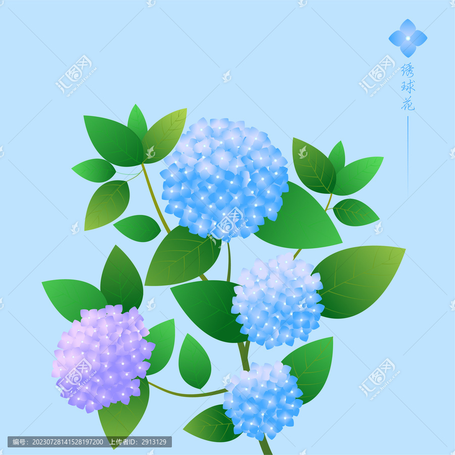 植物花卉繡球花