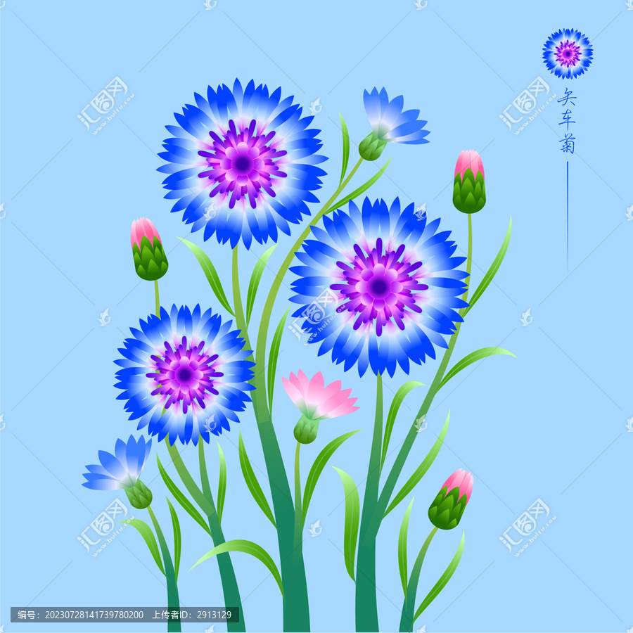 植物花卉矢車菊
