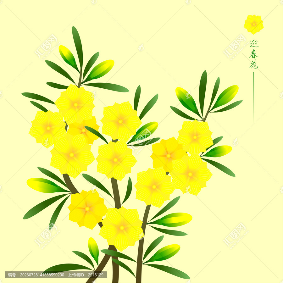 植物花卉迎春花