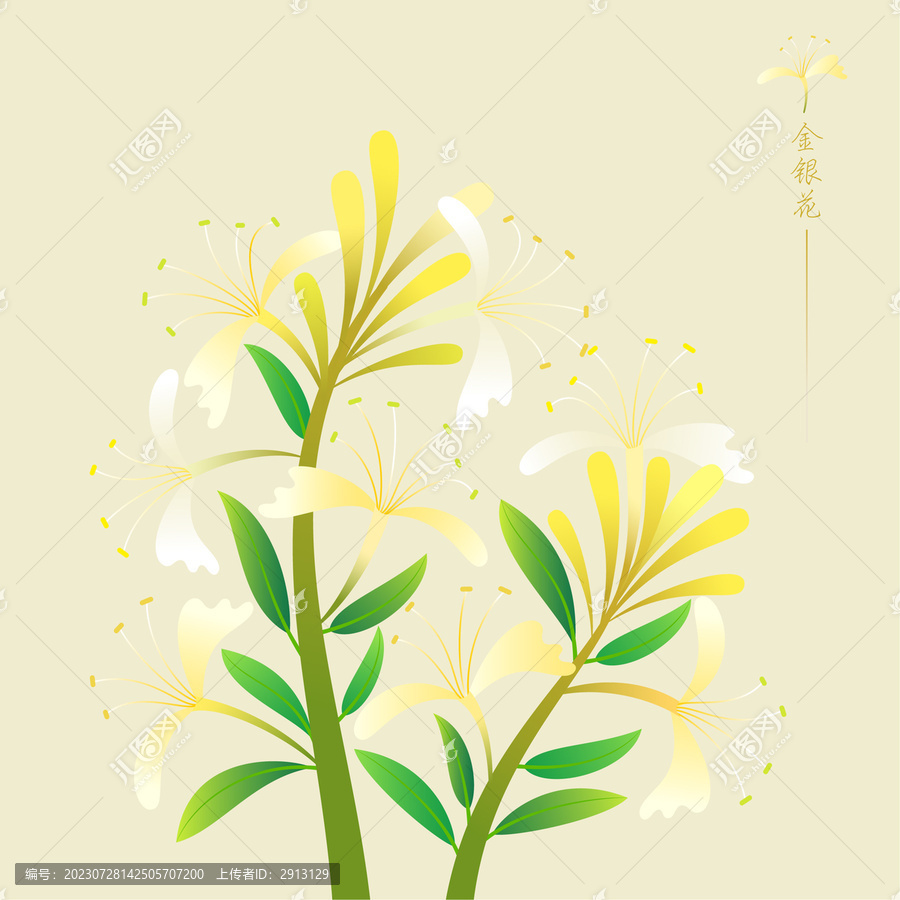 植物花卉金銀花