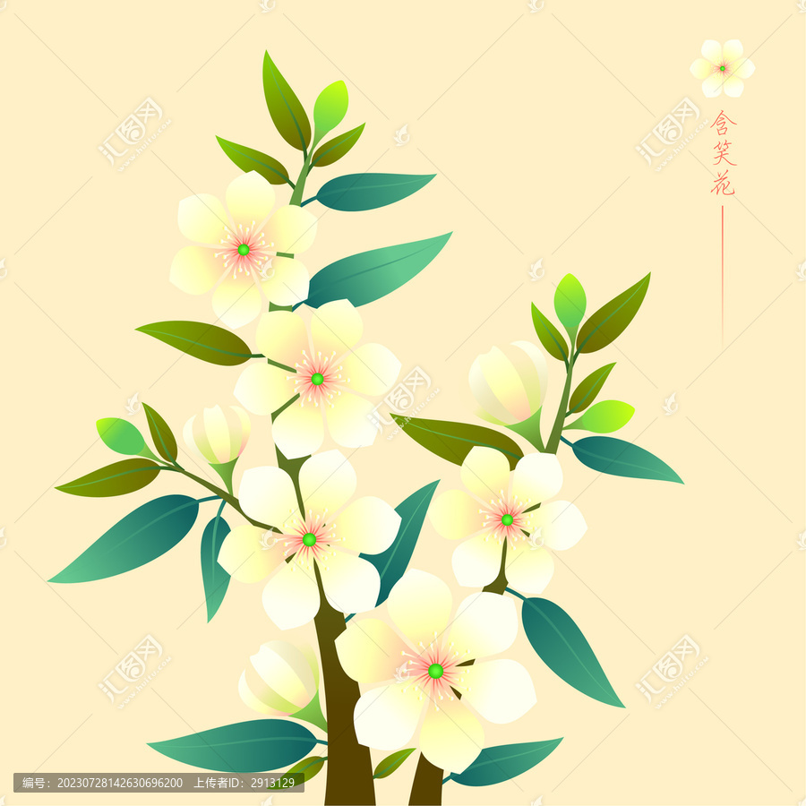 植物花卉含笑花