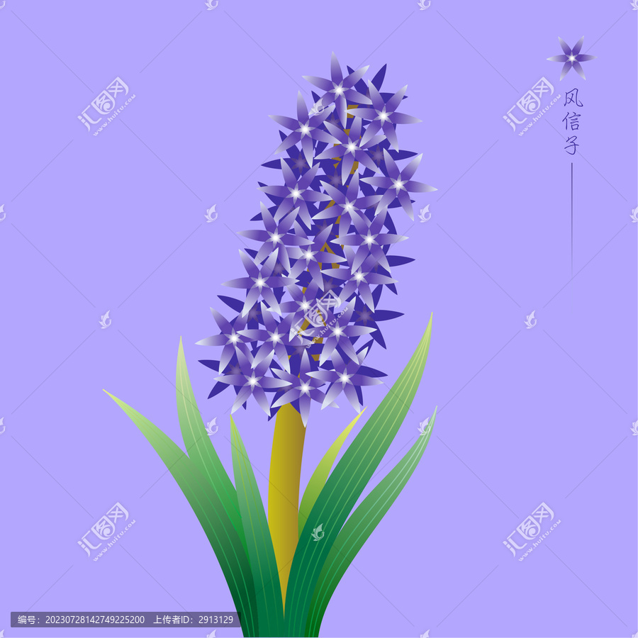 植物花卉風(fēng)信子