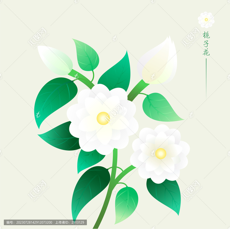 植物花卉梔子花