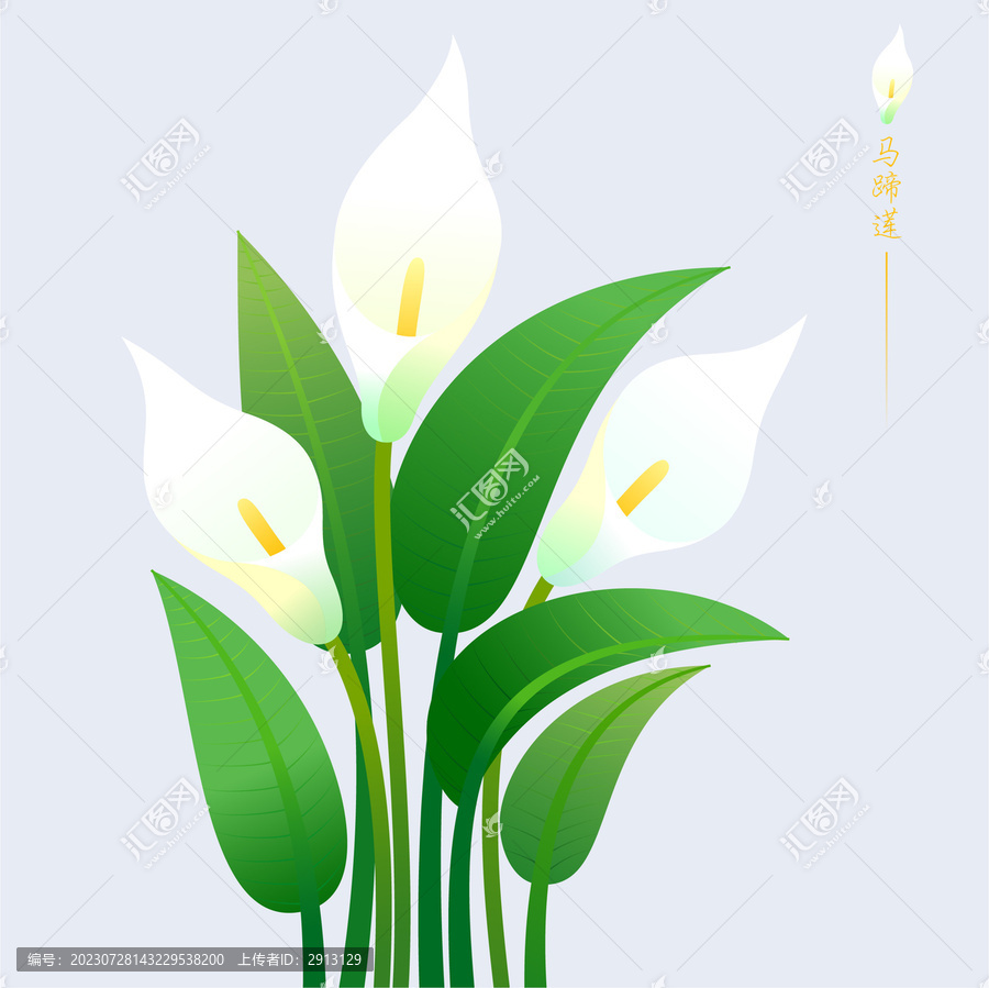 植物花卉馬蹄蓮