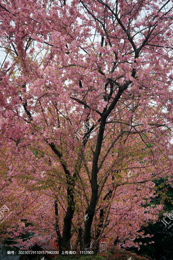 樱花树