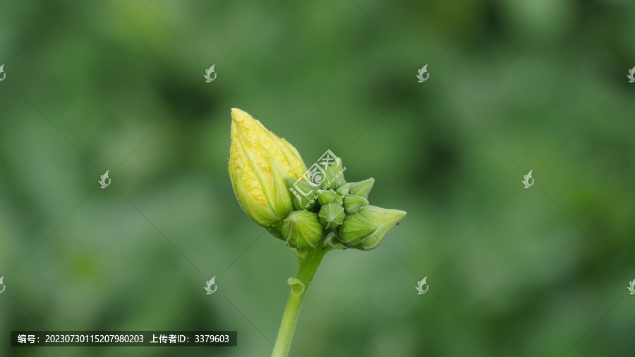 丝瓜花