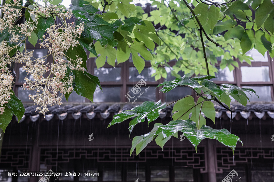 雨天梧桐树