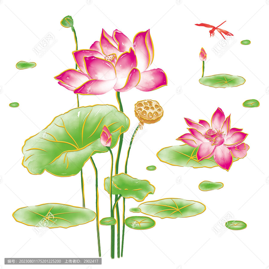 荷花