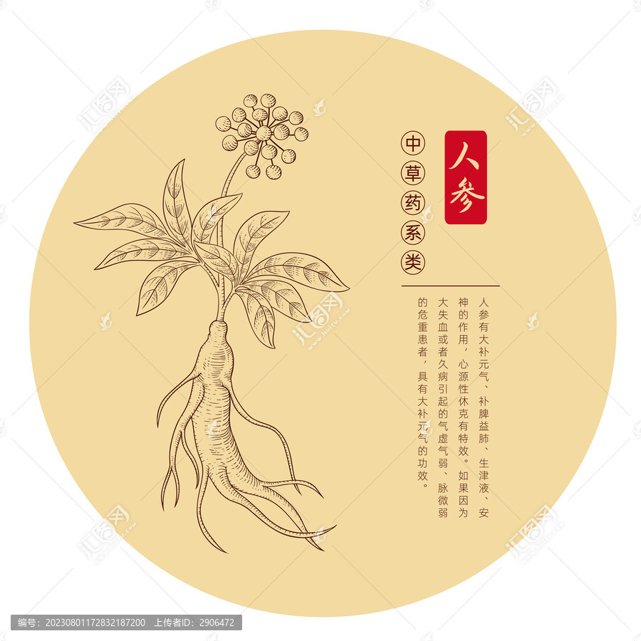 人參插畫版畫白描