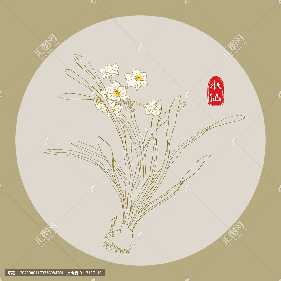 水仙線描