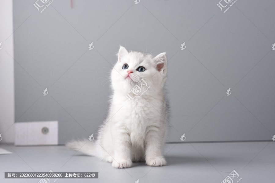 宠物猫银渐层影棚拍摄哈基米