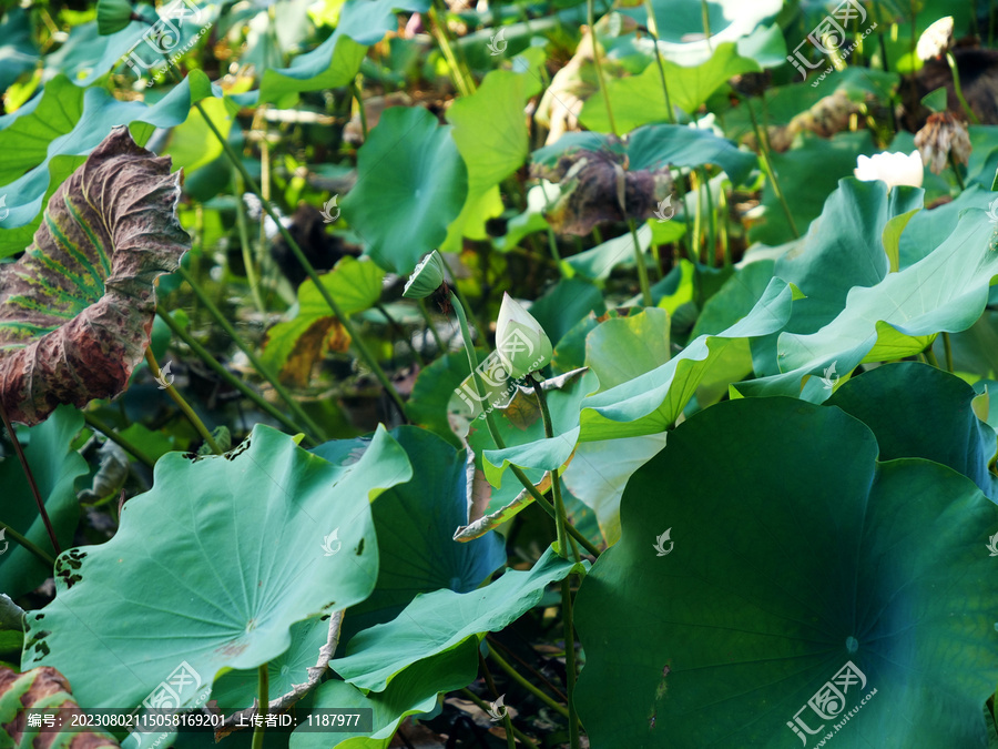 夏季荷花池