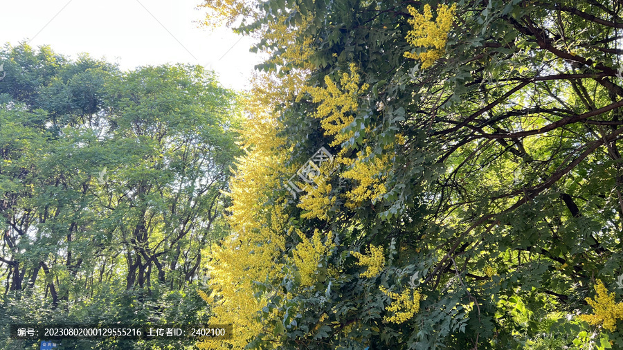 桂花树