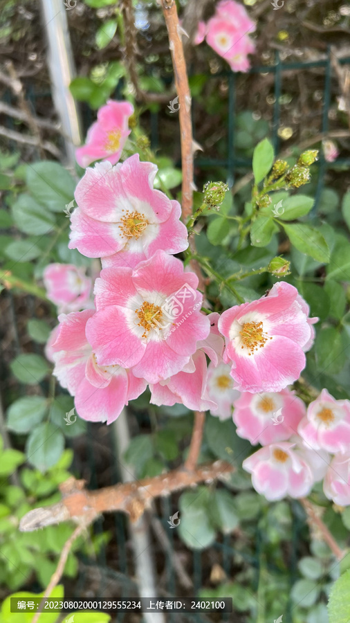 粉团蔷薇