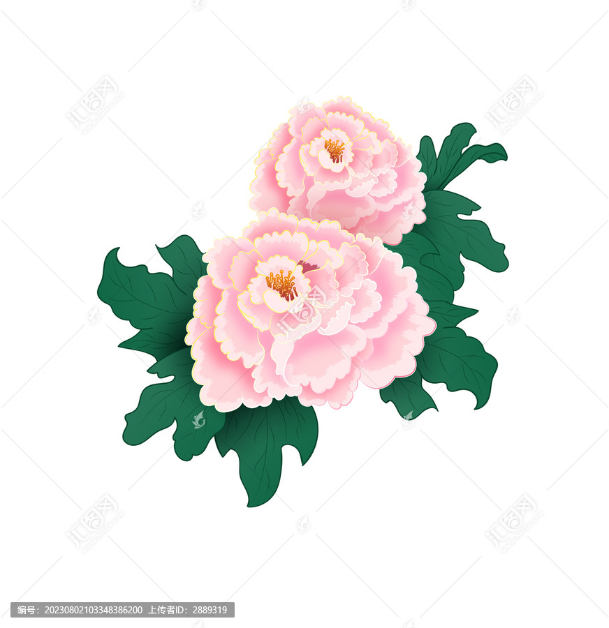手繪插畫牡丹