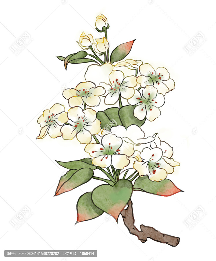 國風(fēng)水彩梨花花卉手繪插畫