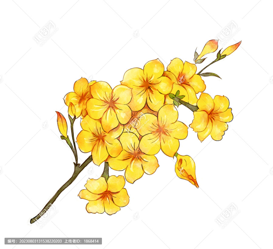 國(guó)風(fēng)水彩迎春花花卉手繪插畫(huà)