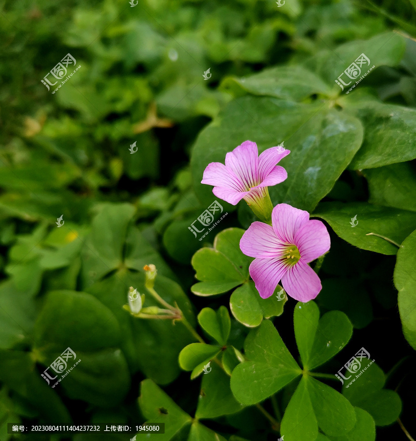 红花酢浆草