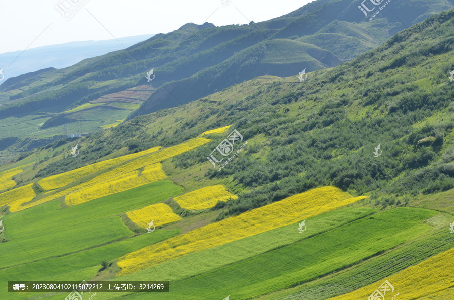 田园风光油菜花