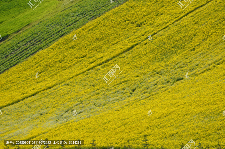 高原油菜花