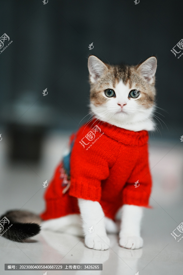 家里穿的衣服的小奶猫