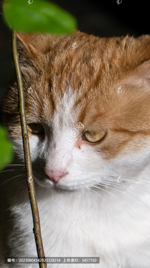 北京故宫御猫