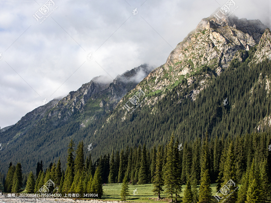 新疆的树木高山风景