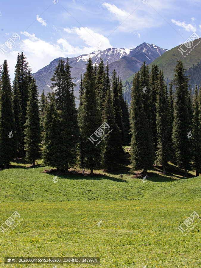 夏天的草原森林高山风景