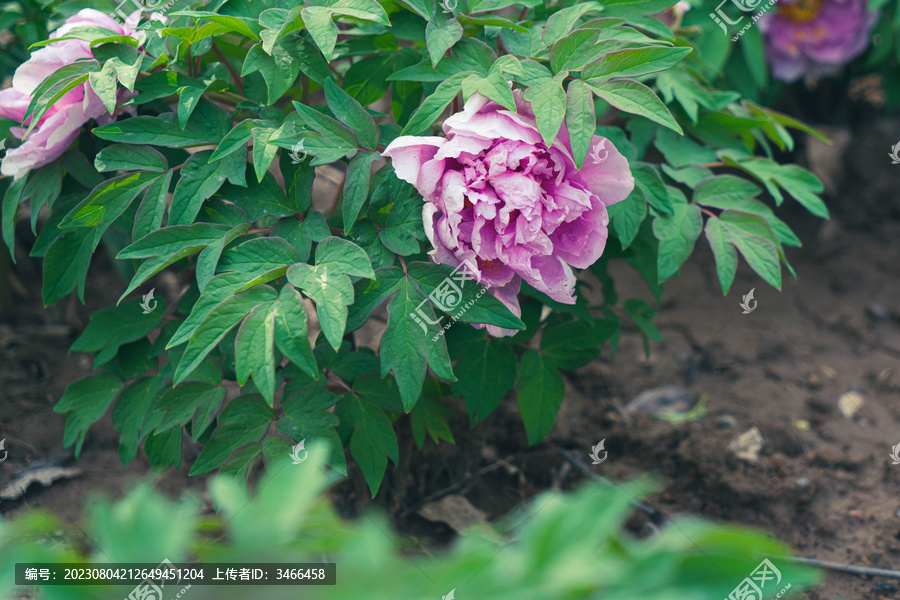 芍药花