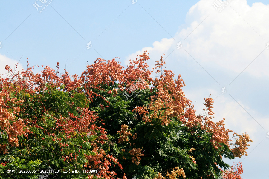 栾树开花