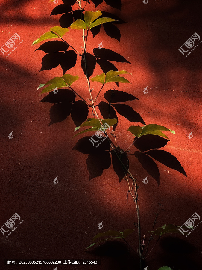 红墙光影树叶