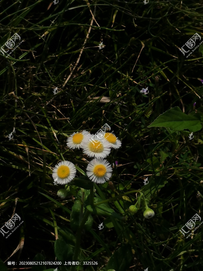 白色小雏菊