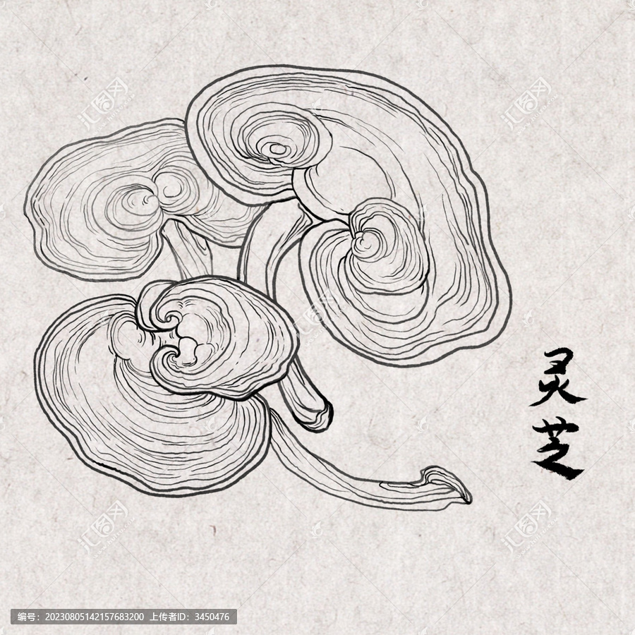 手繪線描靈芝中藥藥材插畫