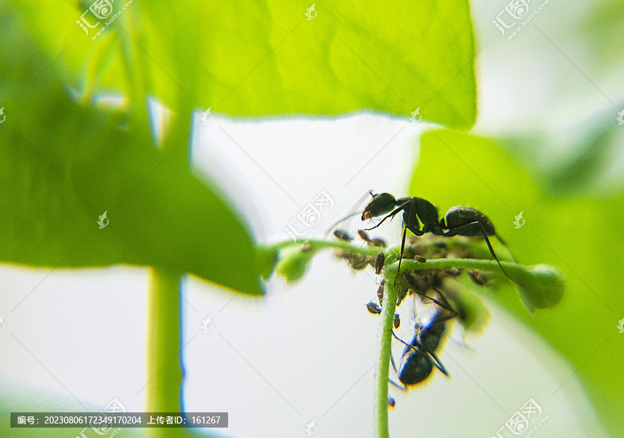 黑蚁捕食蚜虫