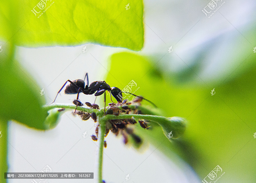 黑蚁捕食蚜虫