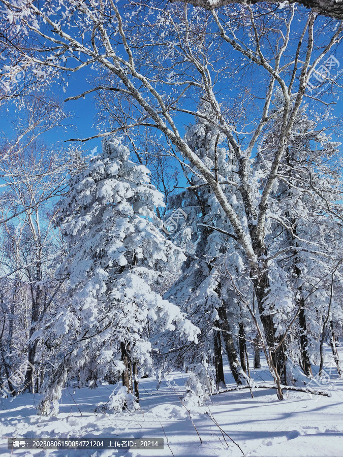 雪松