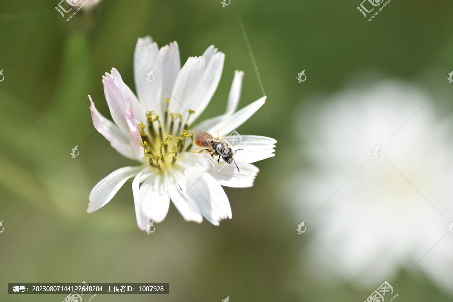 中华苦荬菜和小蝇