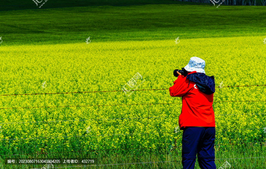 油菜花田旅游摄影