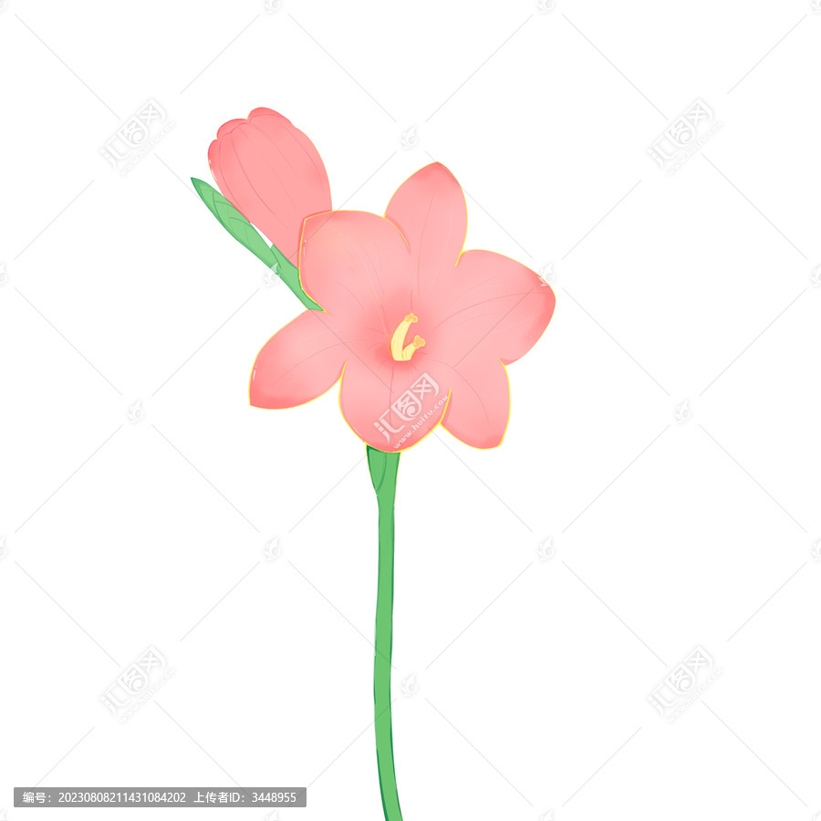 粉色水仙花