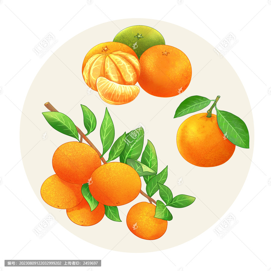 手绘水彩水果柑橘