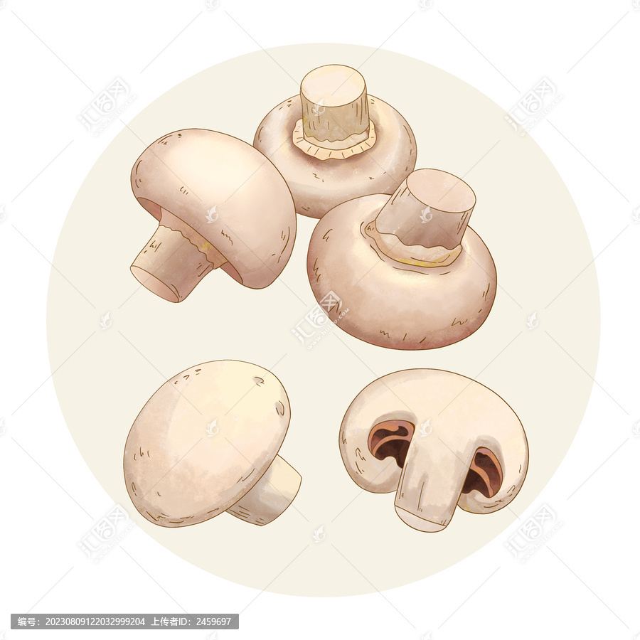 手绘水彩蔬菜双孢蘑菇口菇
